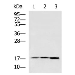 RAC2 rabbit polyclonal antibody