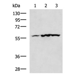 CAMK2G rabbit polyclonal antibody
