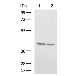 FBXO32 rabbit polyclonal antibody