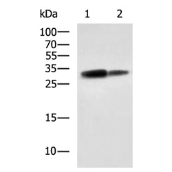HLA-DRA rabbit polyclonal antibody