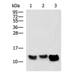 PLN rabbit polyclonal antibody