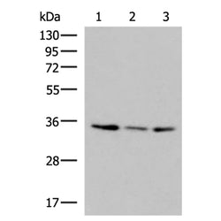 ISY1-RAB43 rabbit polyclonal antibody
