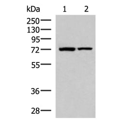 JPH1 rabbit polyclonal antibody