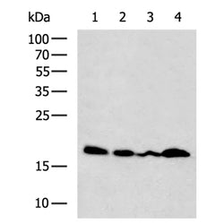 PEMT rabbit polyclonal antibody