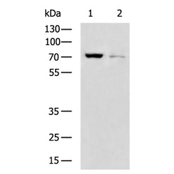 ZBTB33 rabbit polyclonal antibody