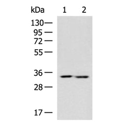 FN3KRP rabbit polyclonal antibody