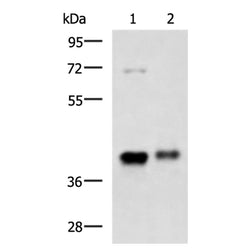 GNAZ rabbit polyclonal antibody