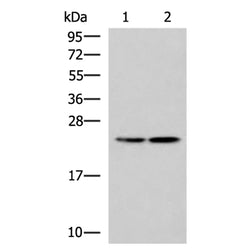 RGS2 rabbit polyclonal antibody