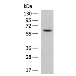 TRAF6 rabbit polyclonal antibody