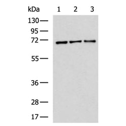 PTGS2 rabbit polyclonal antibody