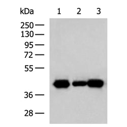SH3GL2 rabbit polyclonal antibody