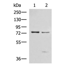 TP63 rabbit polyclonal antibody