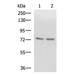 SCMH1 rabbit polyclonal antibody