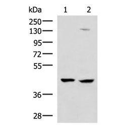 MAGEC2 rabbit polyclonal antibody