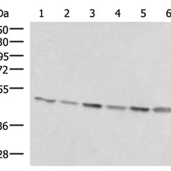 RHAG rabbit polyclonal antibody