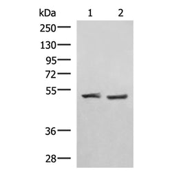 RRP8 rabbit polyclonal antibody