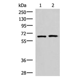 GPKOW rabbit polyclonal antibody