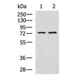KLC2 rabbit polyclonal antibody