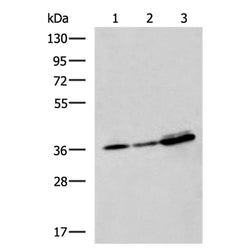 EEF1D rabbit polyclonal antibody