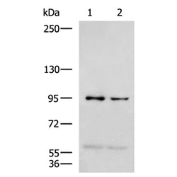 NVL rabbit polyclonal antibody