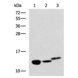 RIDA rabbit polyclonal antibody