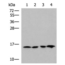 MRPL42 rabbit polyclonal antibody