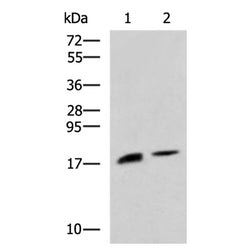 RNASE1 rabbit polyclonal antibody