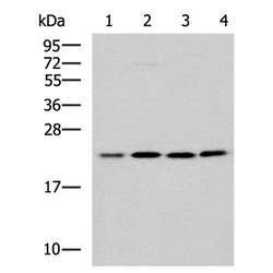 MRPL40 rabbit polyclonal antibody