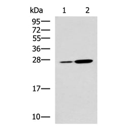 NQO2 rabbit polyclonal antibody