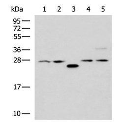 PSMA6 rabbit polyclonal antibody