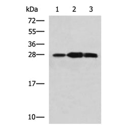 PLEKHF2 rabbit polyclonal antibody
