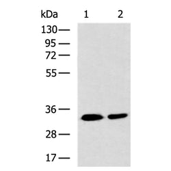 THG1L rabbit polyclonal antibody