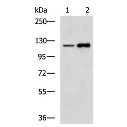 EMILIN1 rabbit polyclonal antibody