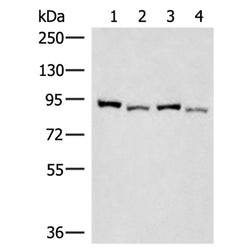 CUL4A rabbit polyclonal antibody