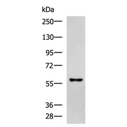 ANGPTL2 rabbit polyclonal antibody