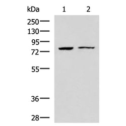 GLS rabbit polyclonal antibody