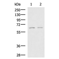 GAB4 rabbit polyclonal antibody