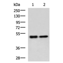 GABPB1 rabbit polyclonal antibody