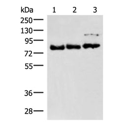 FOXK2 rabbit polyclonal antibody