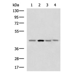 RAE1 rabbit polyclonal antibody