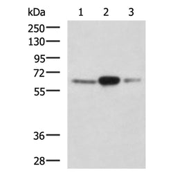 TRIM26 rabbit polyclonal antibody