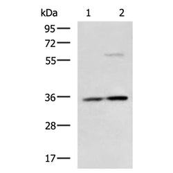 RWDD1 rabbit polyclonal antibody