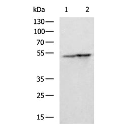 DDX39A rabbit polyclonal antibody