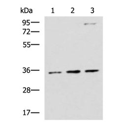 STX5 rabbit polyclonal antibody