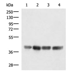 MRPS35 rabbit polyclonal antibody
