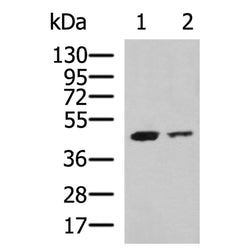 SUV39H2 rabbit polyclonal antibody