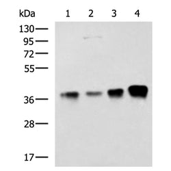 THOC3 rabbit polyclonal antibody