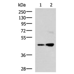 TMOD3 rabbit polyclonal antibody