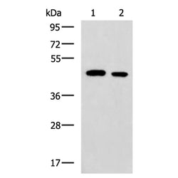 PA2G4 rabbit polyclonal antibody