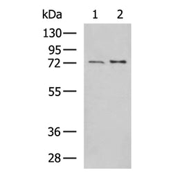 GUCY1B1 rabbit polyclonal antibody